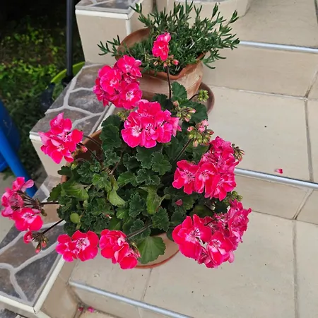 Apartman Sheatou Valon A 30 *